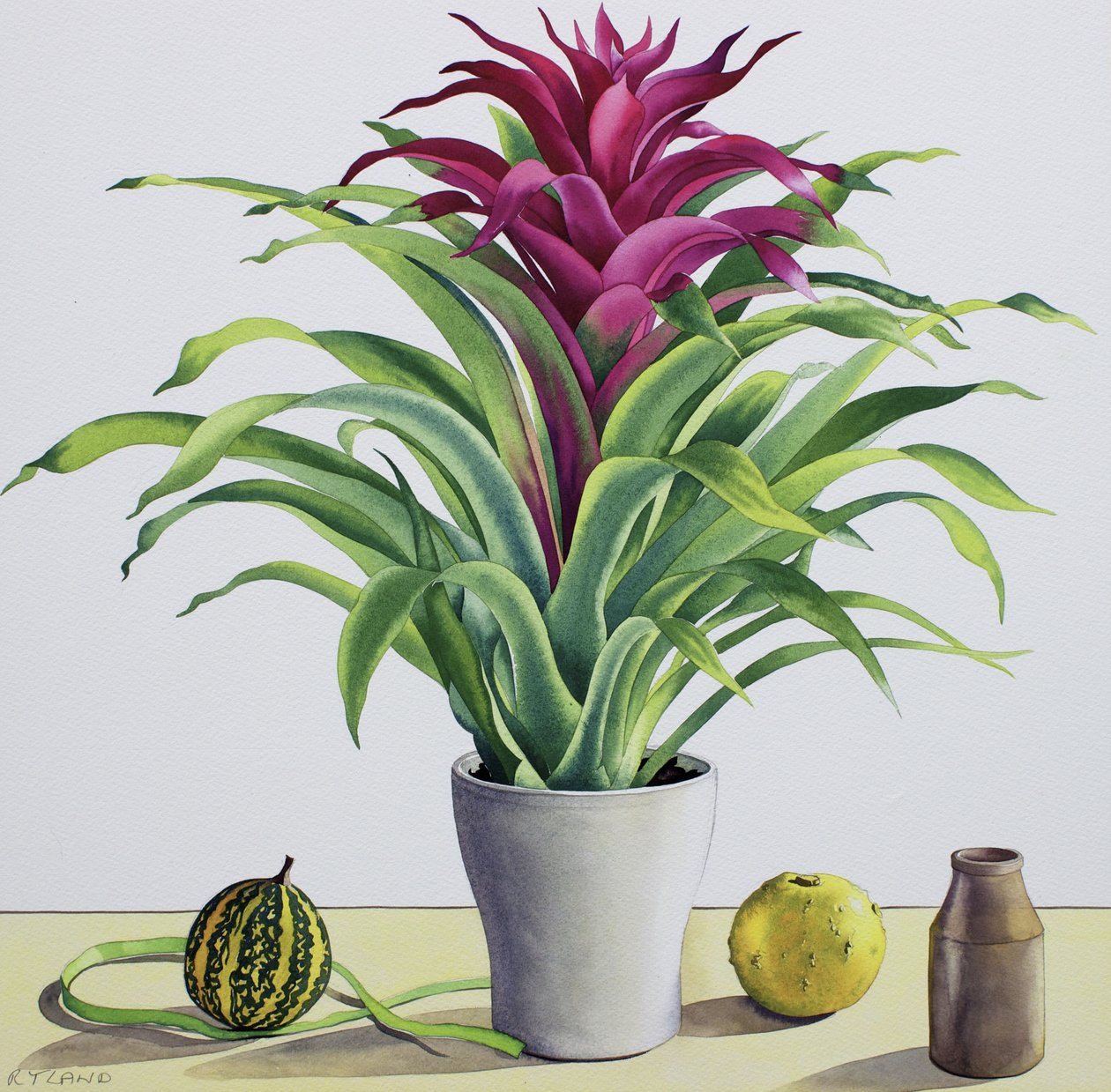 Asetelma bromeliadin kanssa (vesiväri paperille) tekijältä Christopher Ryland
