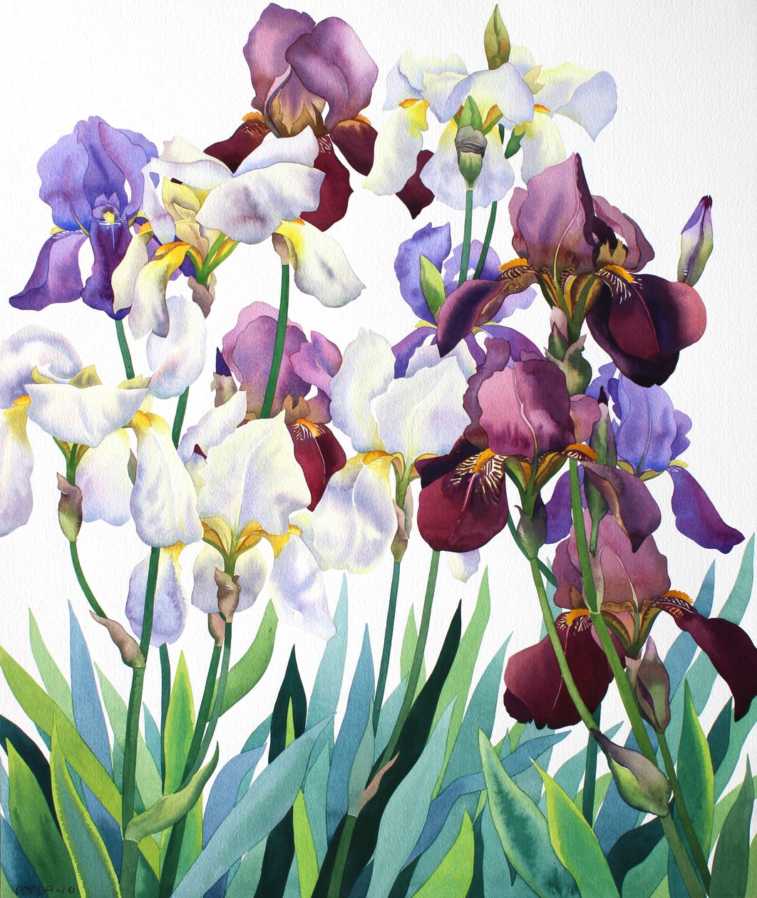 Valkoiset ja violetit iirikset tekijältä Christopher Ryland