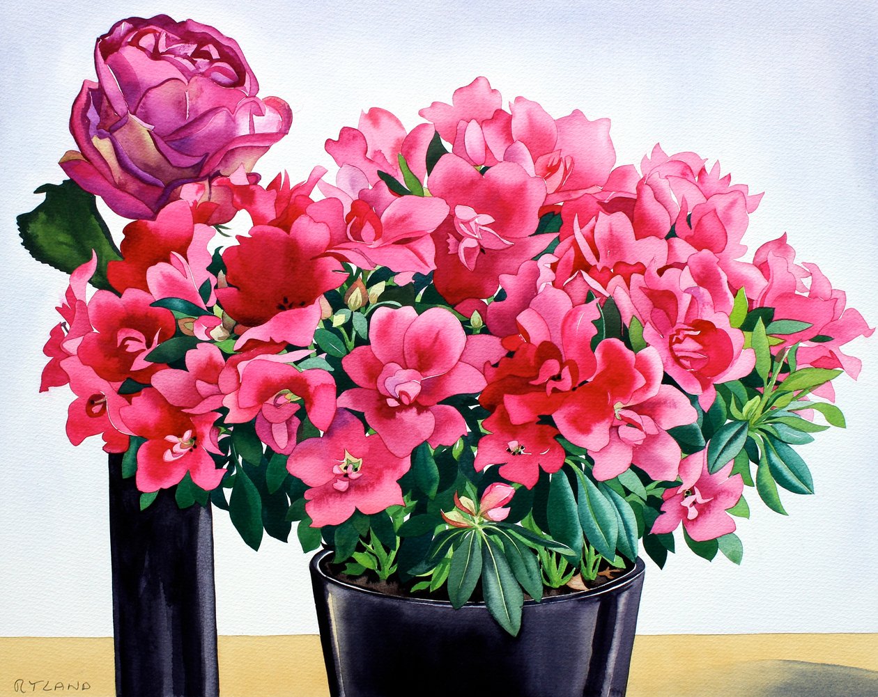 Azalea ruusu tekijältä Christopher Ryland