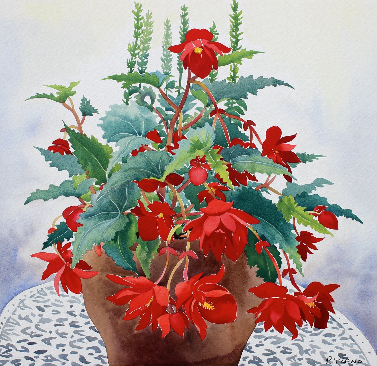 Begonia (akvarelli paperille) tekijältä Christopher Ryland