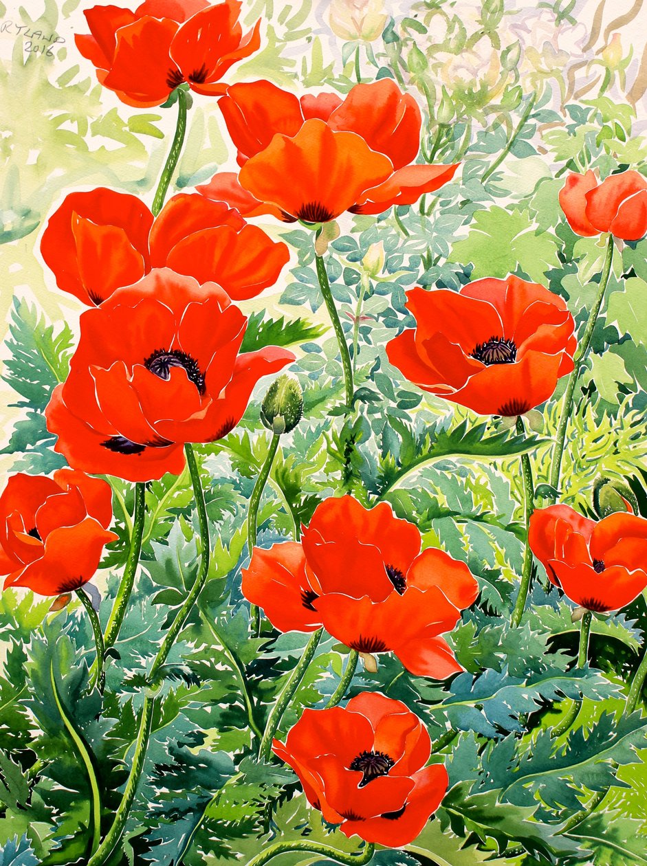 Garden Red Poppies (akvarelli paperille) tekijältä Christopher Ryland