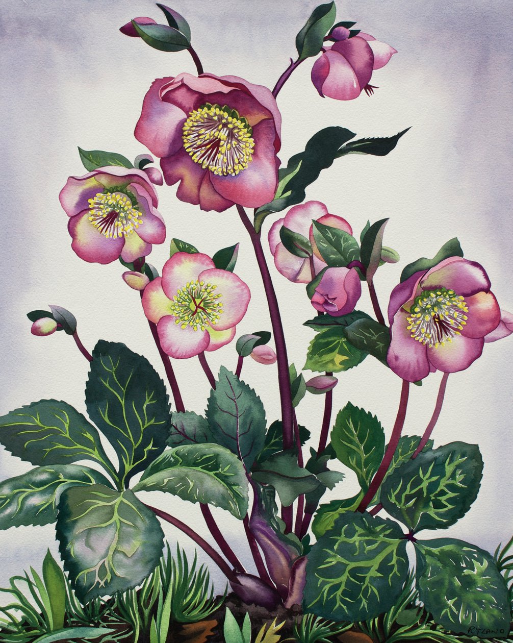 Hellebore tekijältä Christopher Ryland