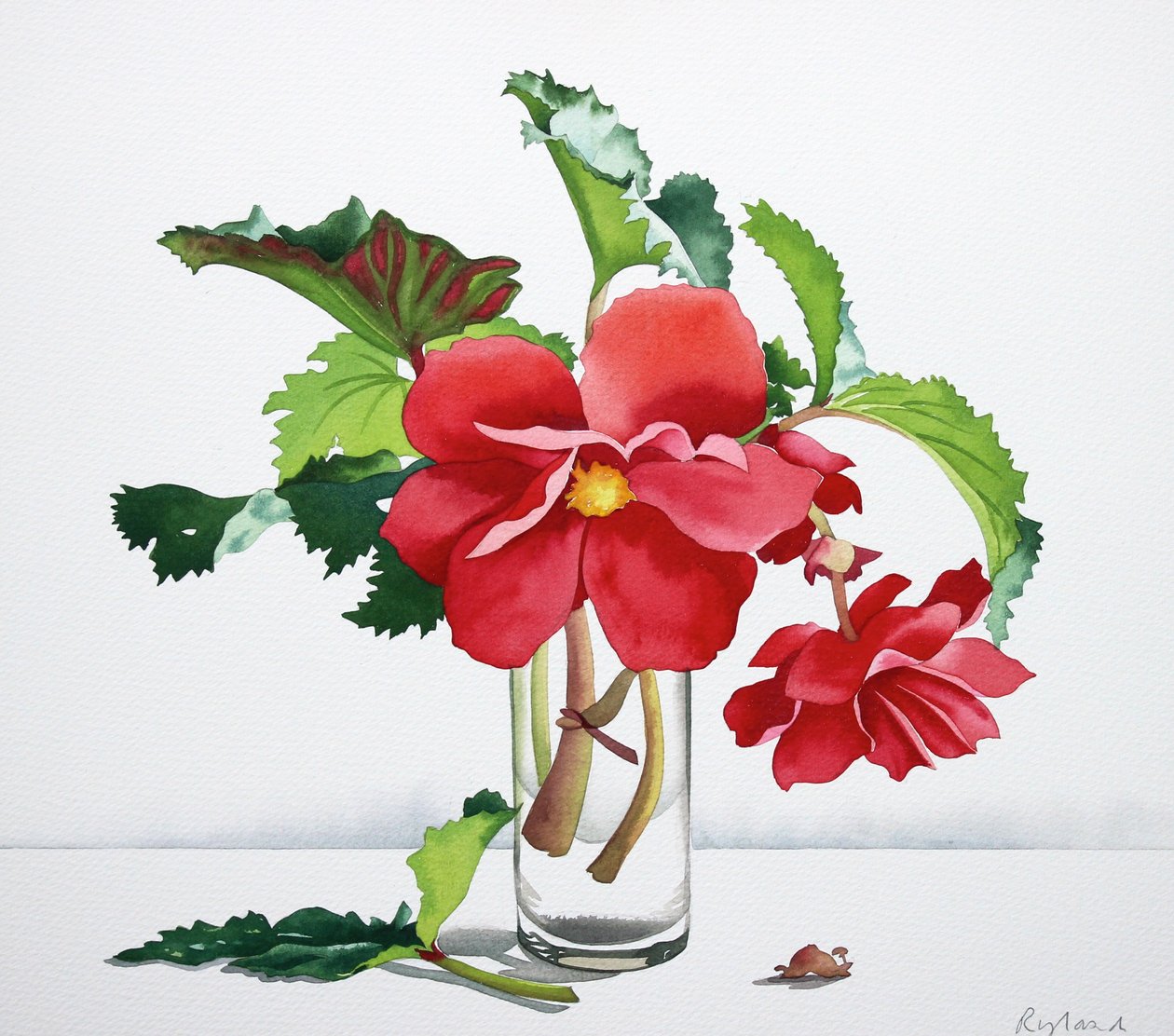 Punainen begonia tekijältä Christopher Ryland