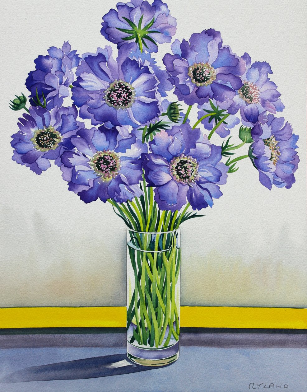Scabious keltaisella nauhalla (akvarelli paperille) tekijältä Christopher Ryland