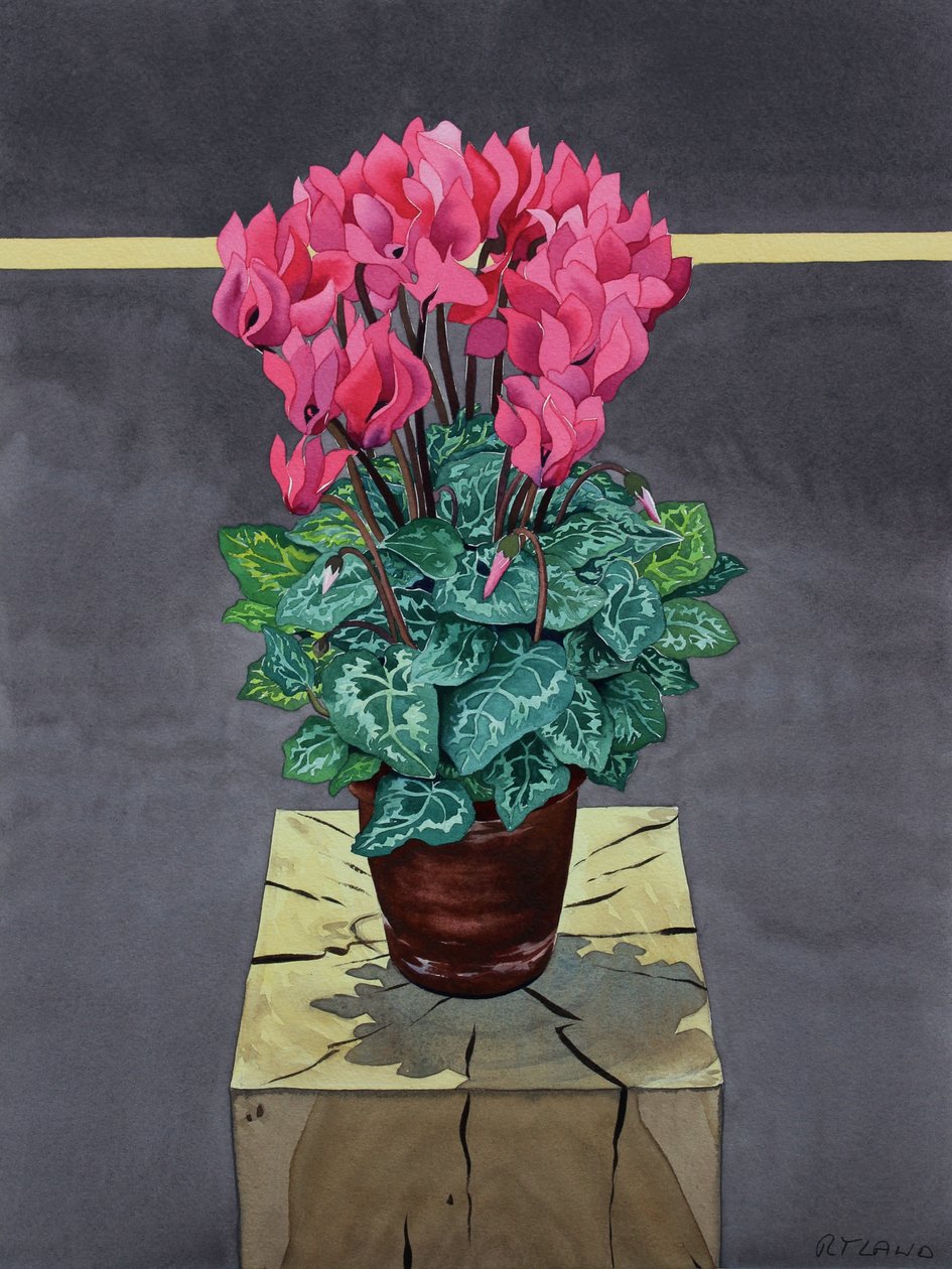 Still Life Cyclamen (akvarelli paperille) tekijältä Christopher Ryland
