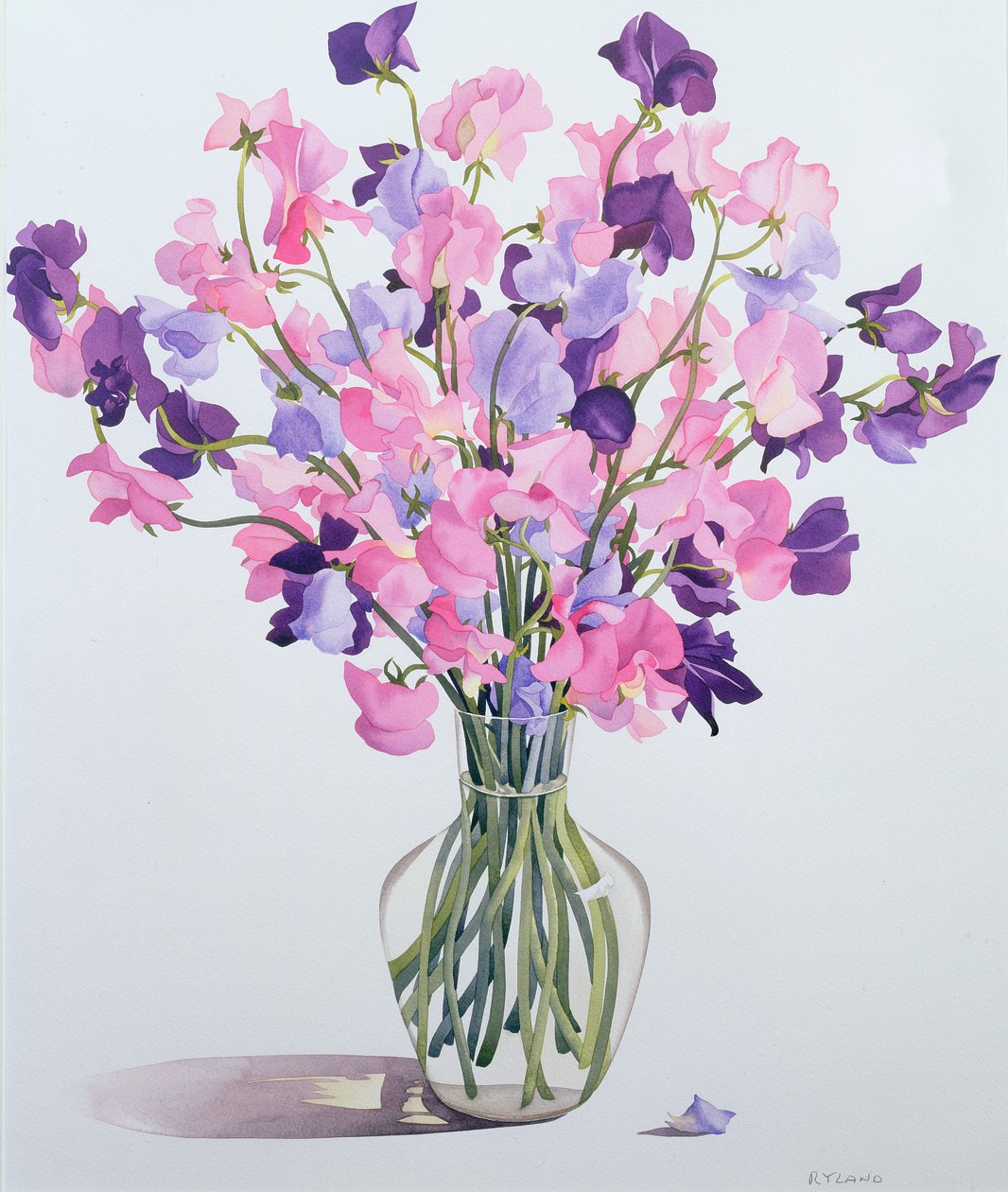 Sweetpeas, 2007 (wc paperilla) tekijältä Christopher Ryland