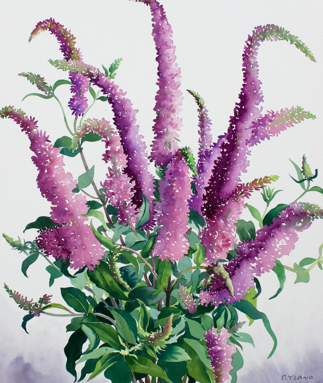 Villi Buddleia tekijältä Christopher Ryland