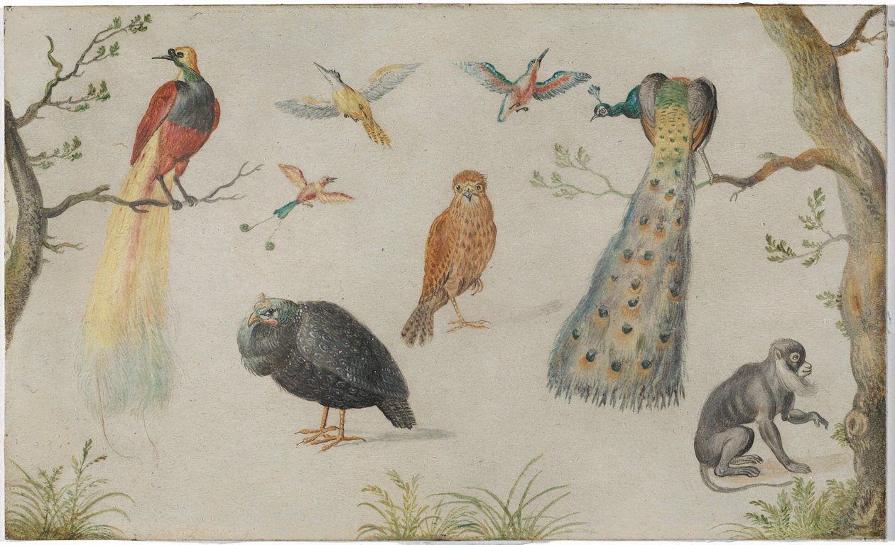 Lintujen ja apinoiden tutkimus tekijältä Circle of Jan van Kessel the Elder