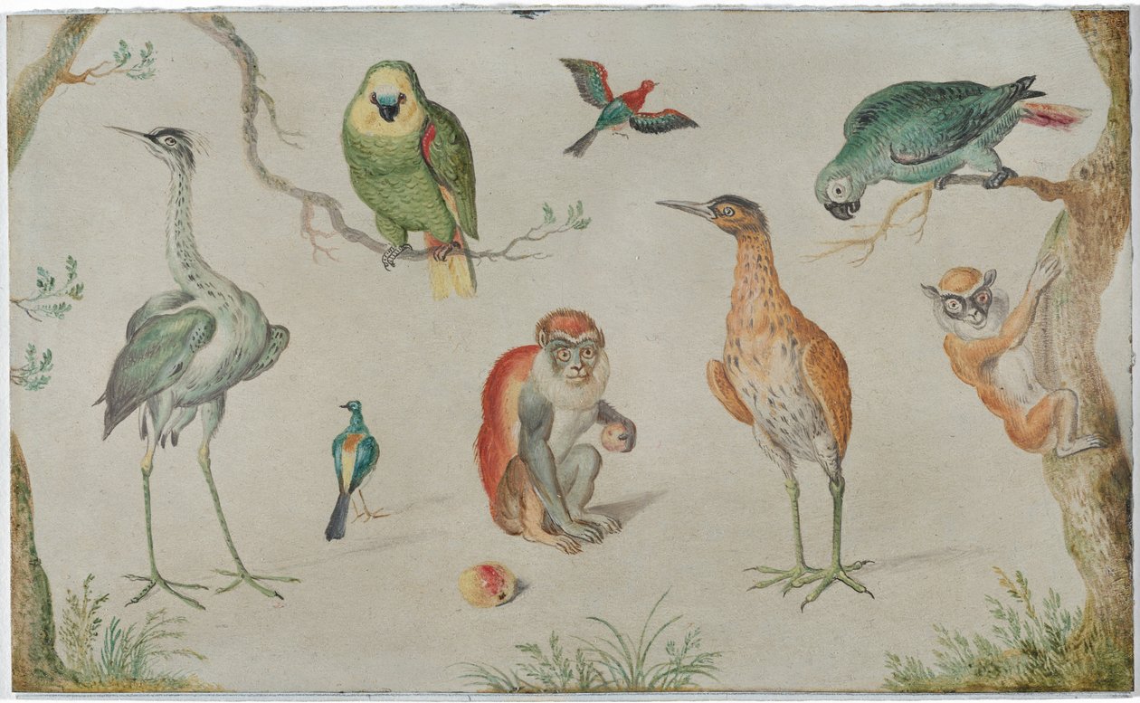 Lintujen ja apinoiden tutkimus tekijältä Circle of Jan van Kessel the Elder