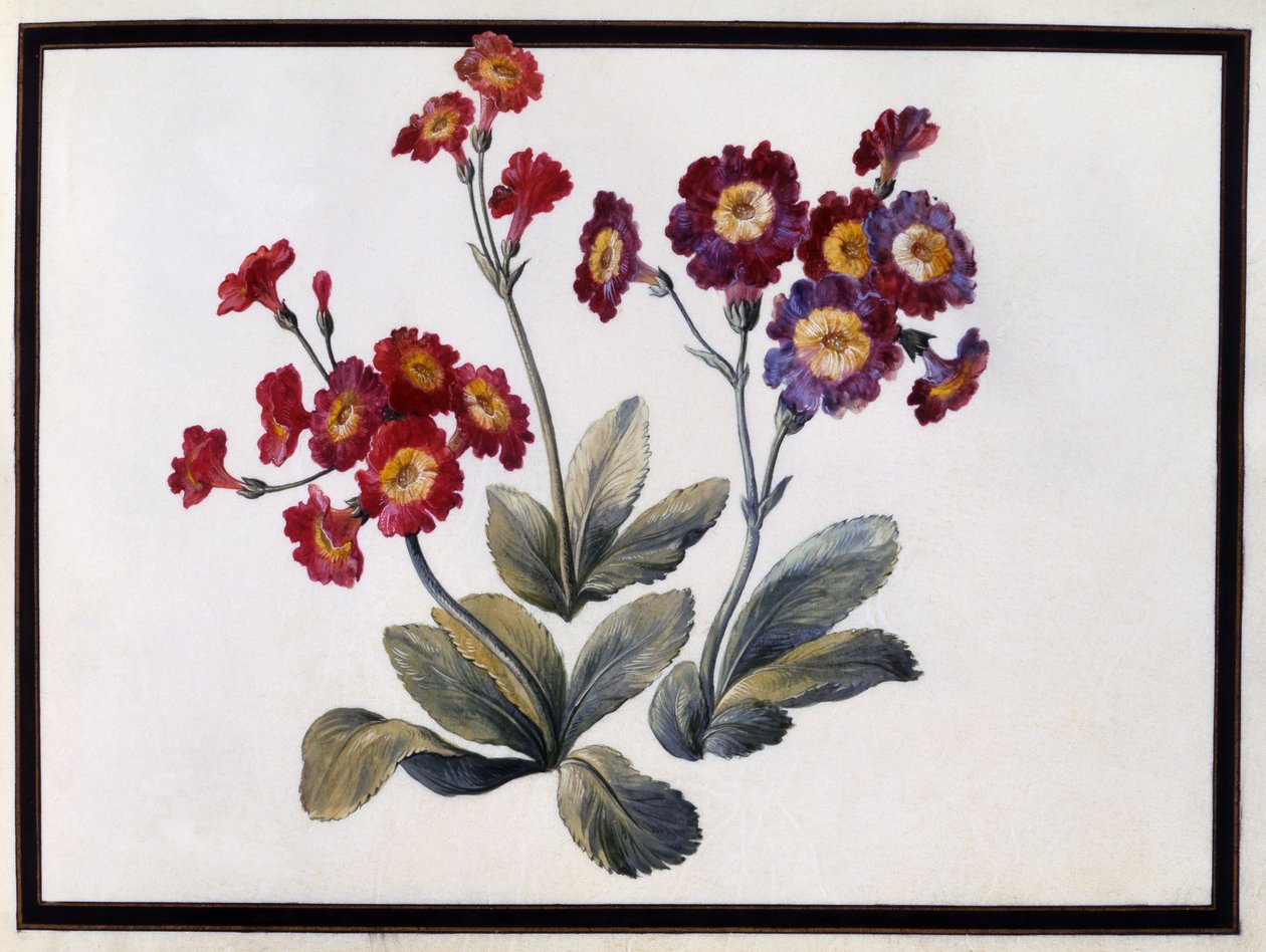 Auricula, noin 1690 tekijältä Claude Aubriet