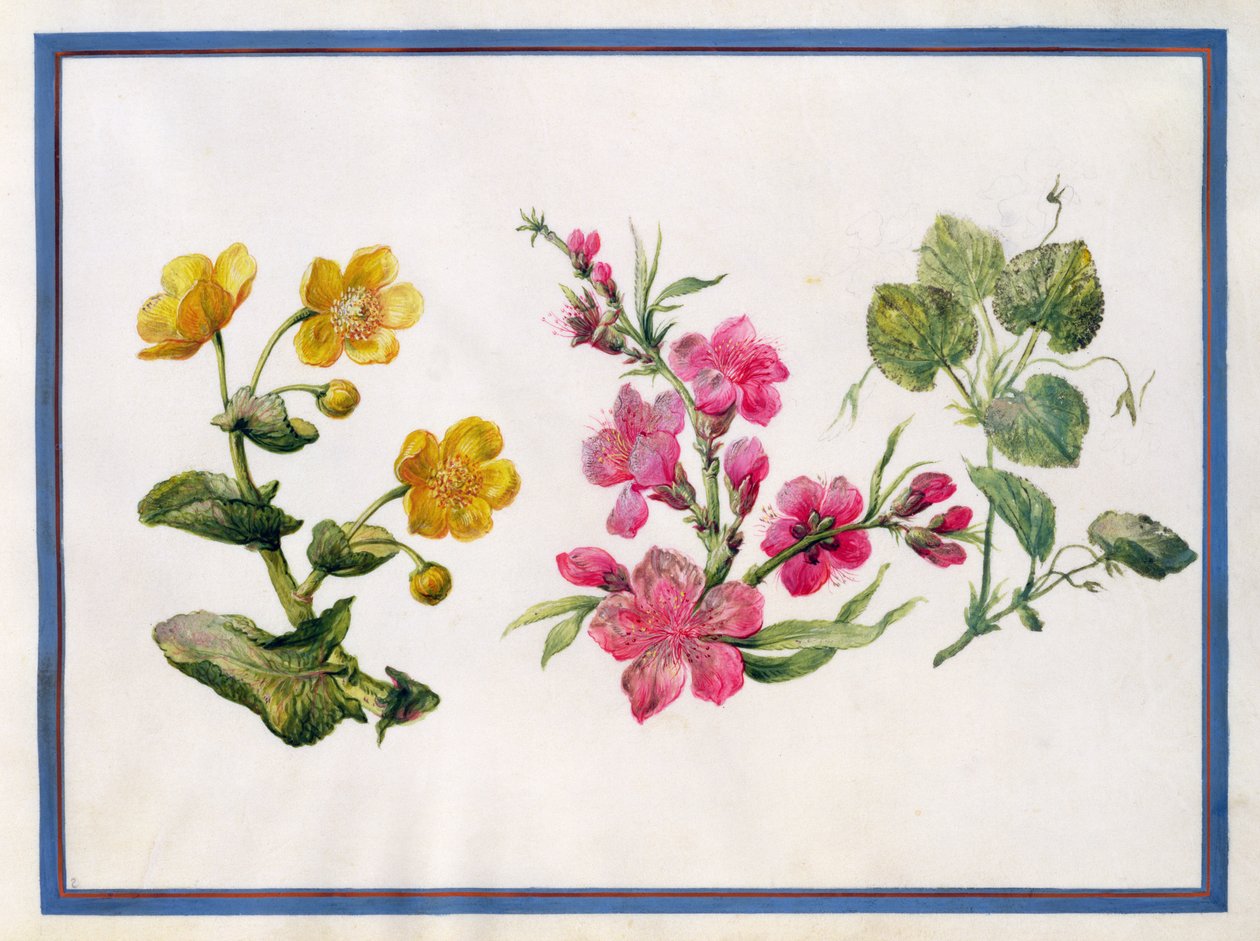 Marsh Marigold, Japonica, violetti tekijältä Claude Aubriet