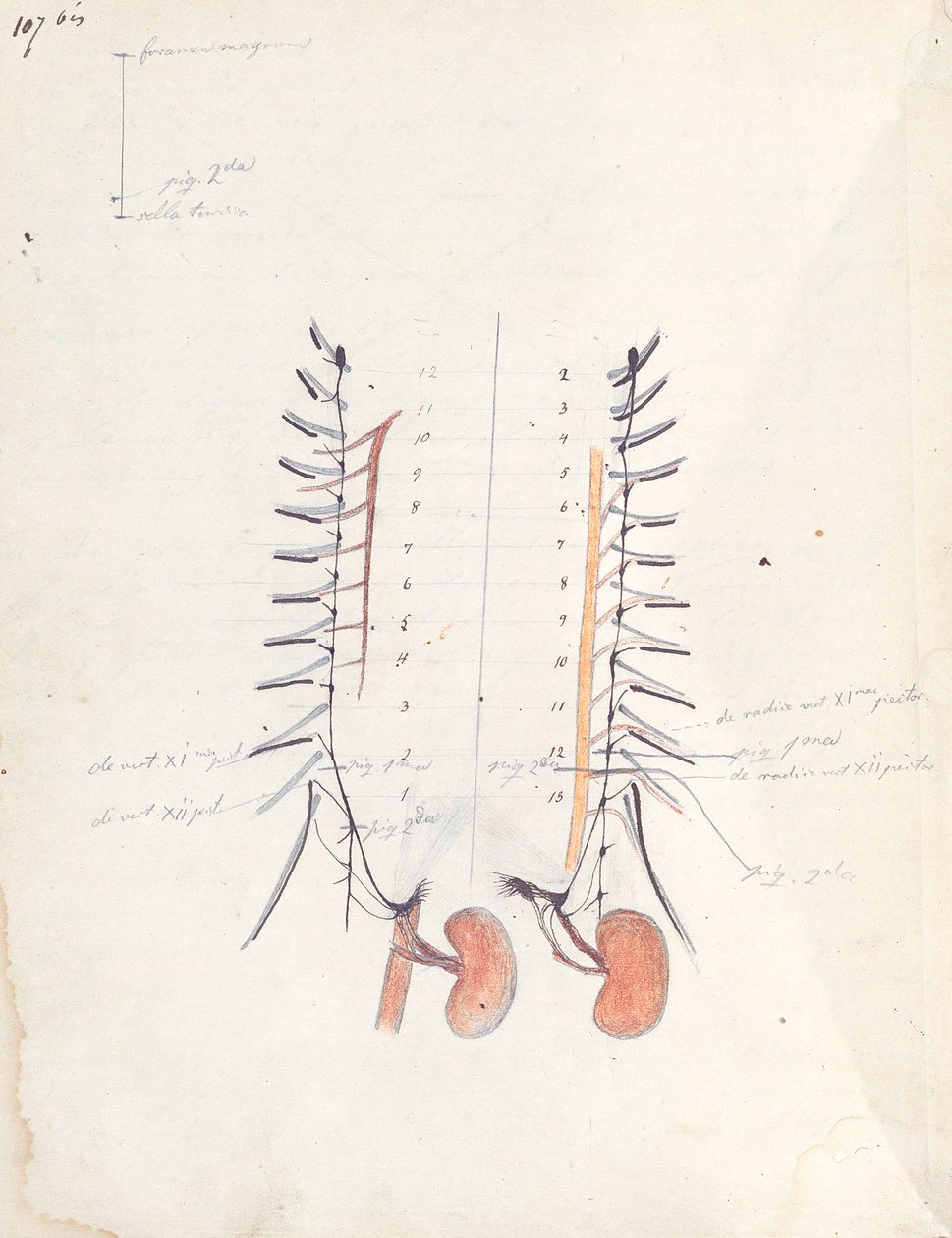 The Kidneys, n. 1843 (kynä ja muste ja värillinen kynä paperille) tekijältä Claude Bernard