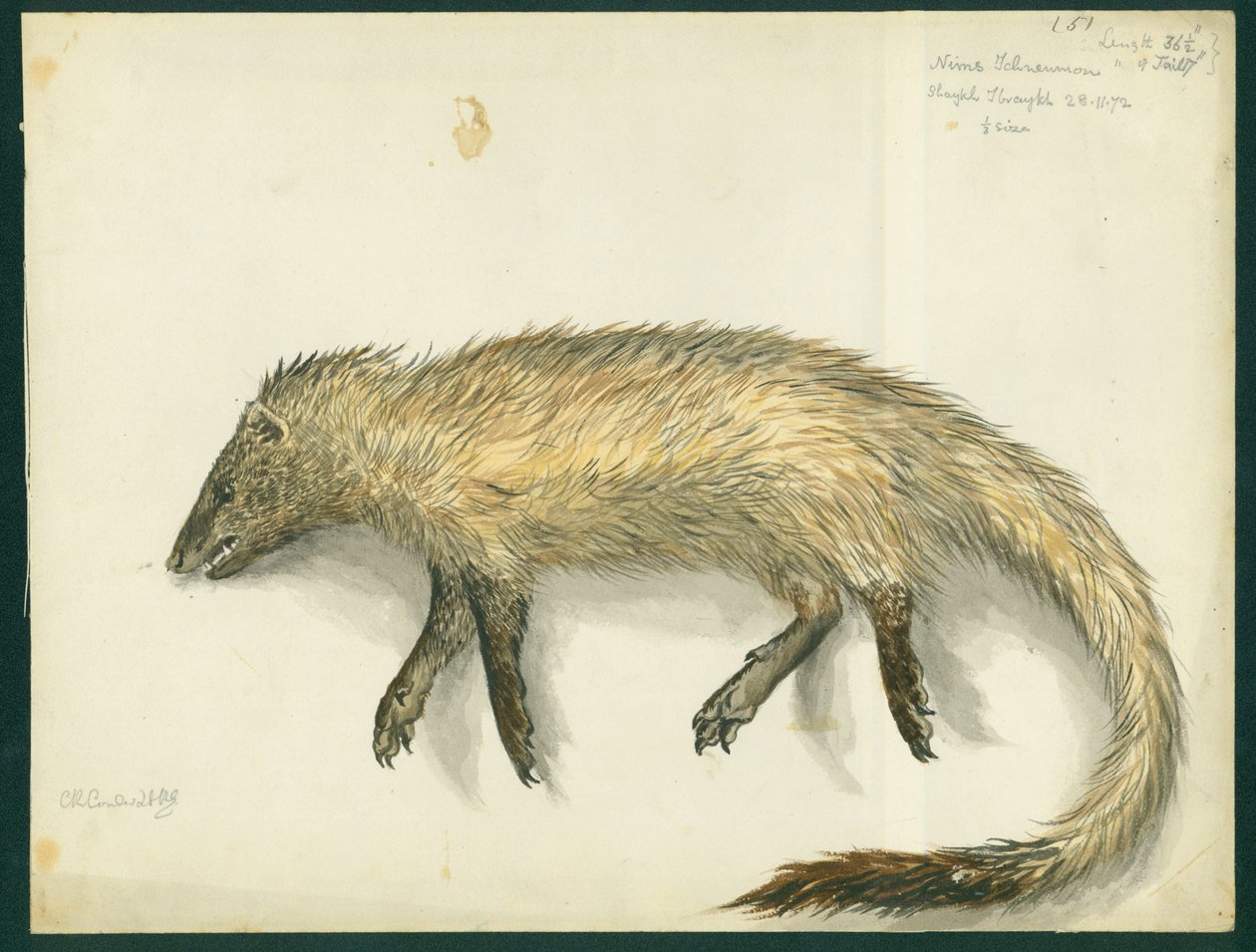 Mongoose, 1872 (wc ja kynä paperille) tekijältä Claude Conder