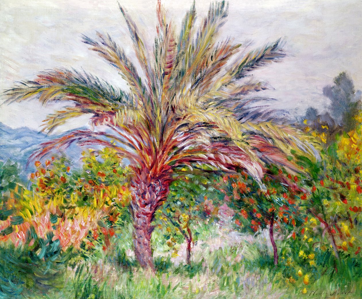 Palmu Bordigherassa, noin 1884 tekijältä Claude Monet