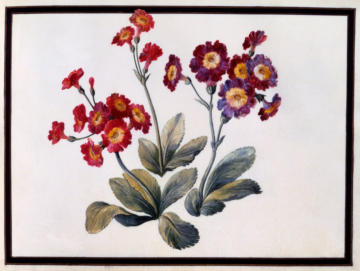 Auricula, c. 1690 guassi paperille. tekijältä Claude Aubriet