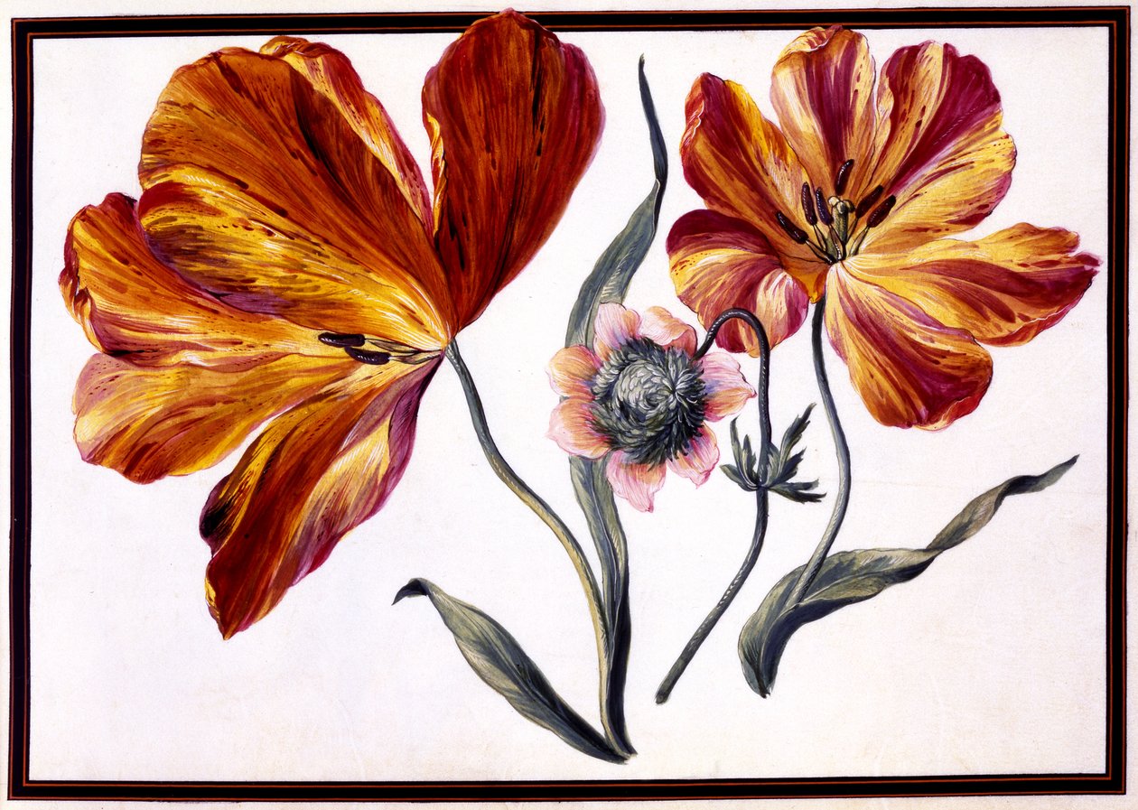 Tulppaanit ja anemone, n. 1690 tekijältä Claude Aubriet