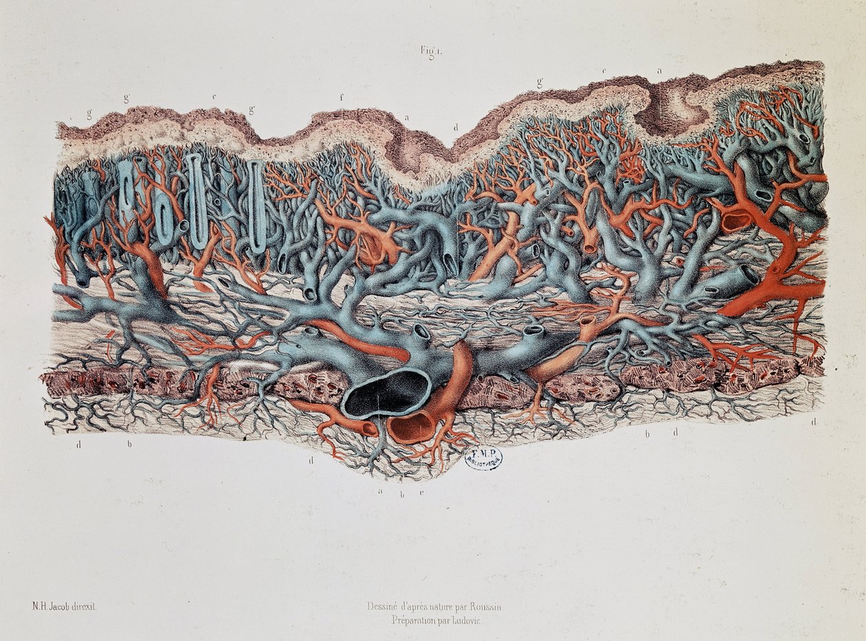 Suoliston limakalvojen makroskooppinen anatomia, Claude Bernard, lääketieteellisen tiedekunnan bibliografia. tekijältä Claude Bernard