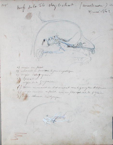 Hermosto kissan päässä, toukokuu 1842 (kynä paperilla) tekijältä Claude Bernard