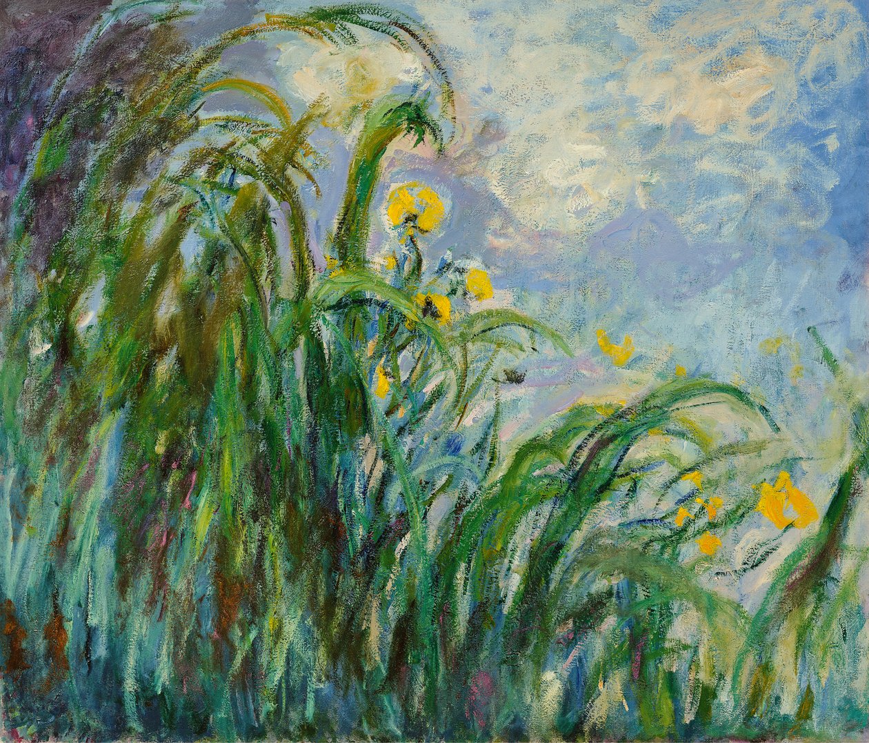 Keltaiset iirikset, c. 1925. tekijältä Claude Monet