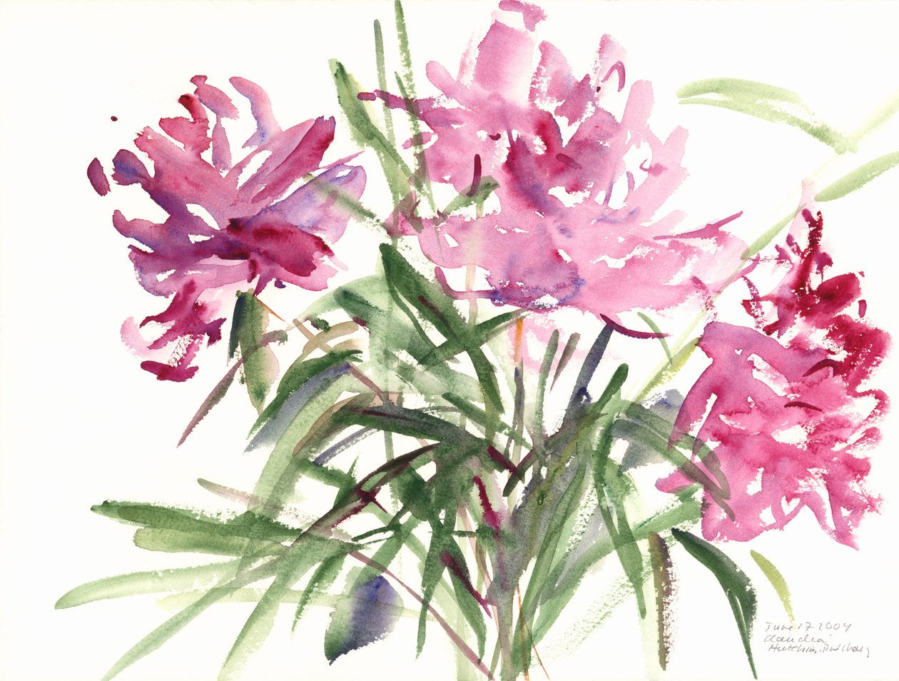 Pionit, 2004 (akvarelli) tekijältä Claudia Hutchins Puechavy