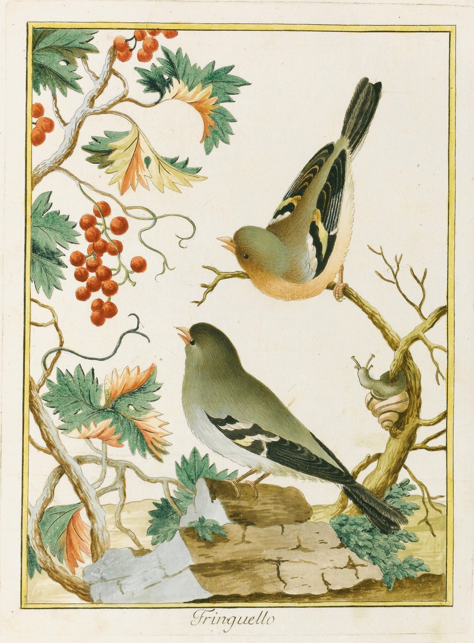 Finch Finch. Etelä-Euroopan ornitologiasta, 1772. tekijältä Clemente Bernini