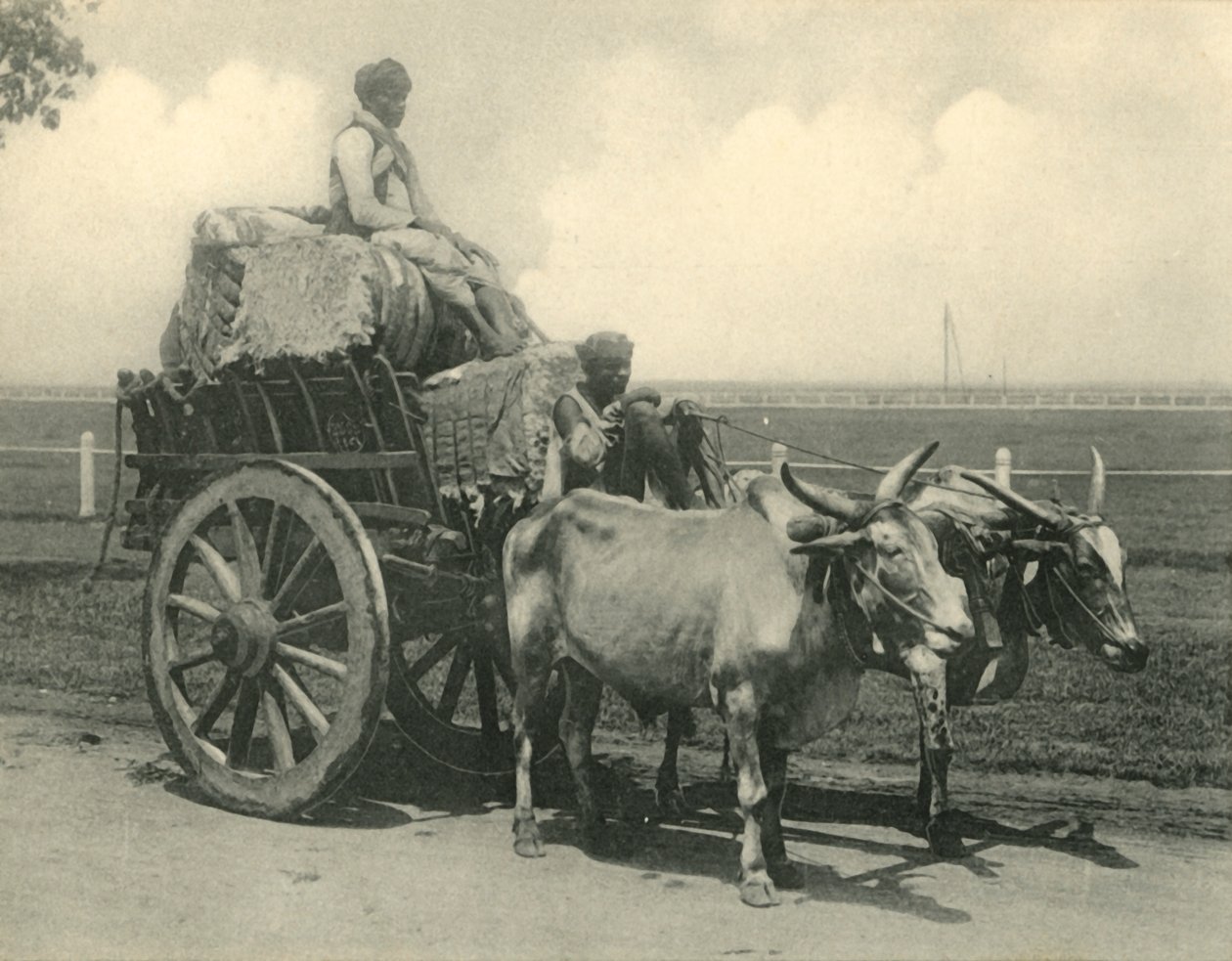"Bullock Cart". tekijältä Clifton and Co