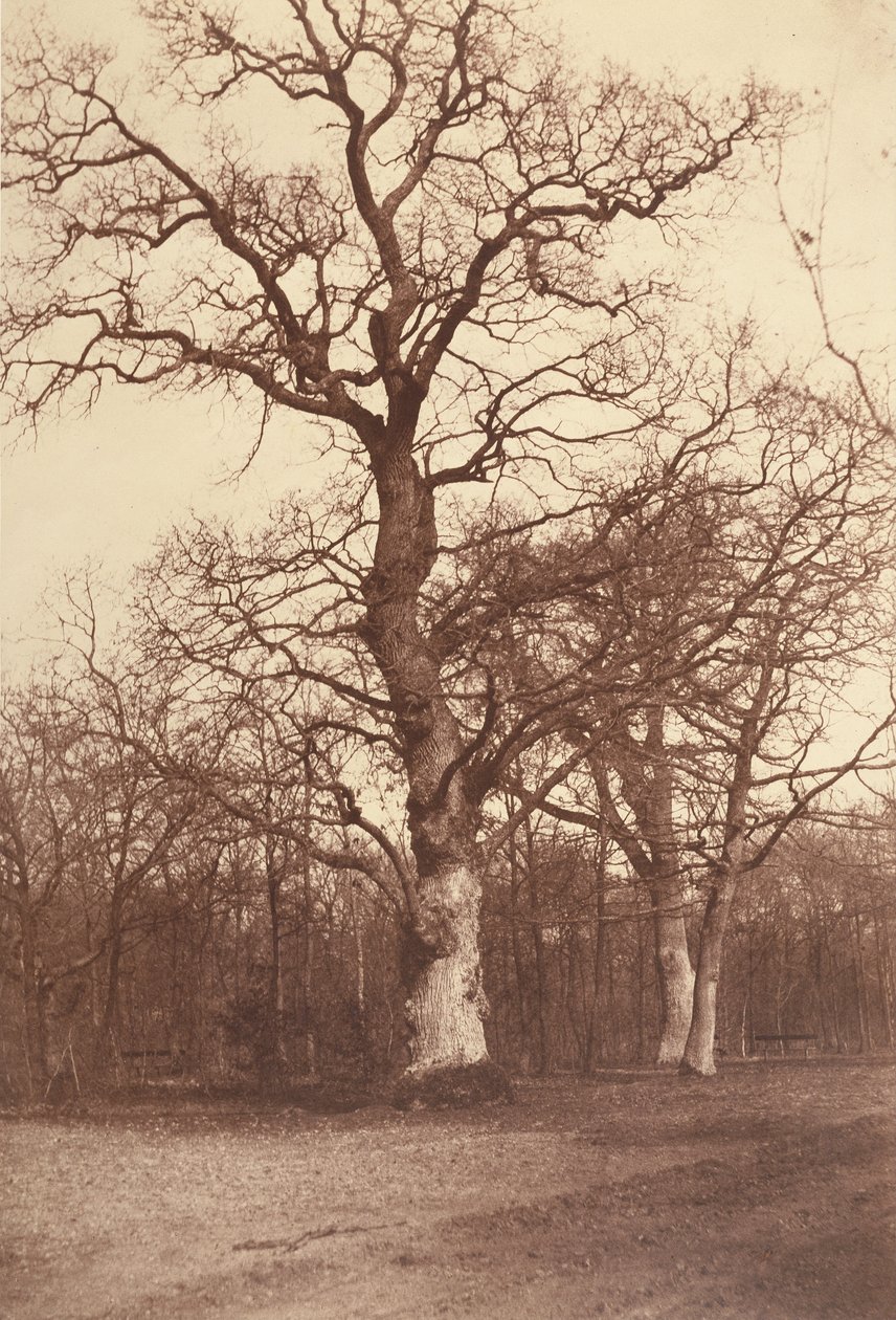 Puiden tutkimus, Bois de Boulogne tekijältä Comte Olympe Aguado