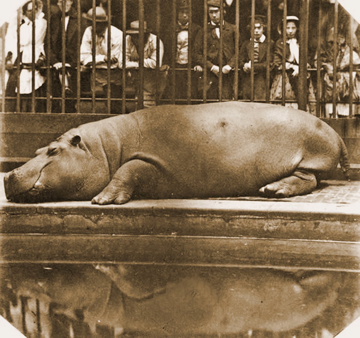 Obaysch the Hippopotamus, Lontoon eläintarha, 1852 (seepiakuva) tekijältä Comte de Montizón Juan