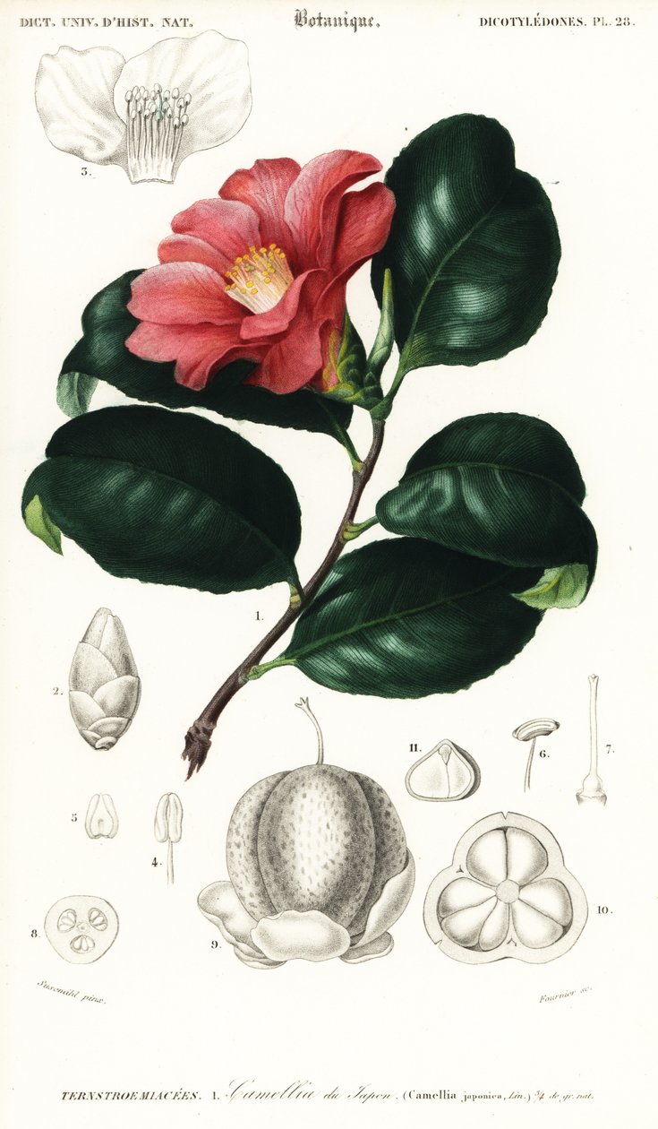 Camèlia japonesa, Camellia japonica. ,1849 (gravat)finès tekijältä Conrad Johann Theodor Susemihl
