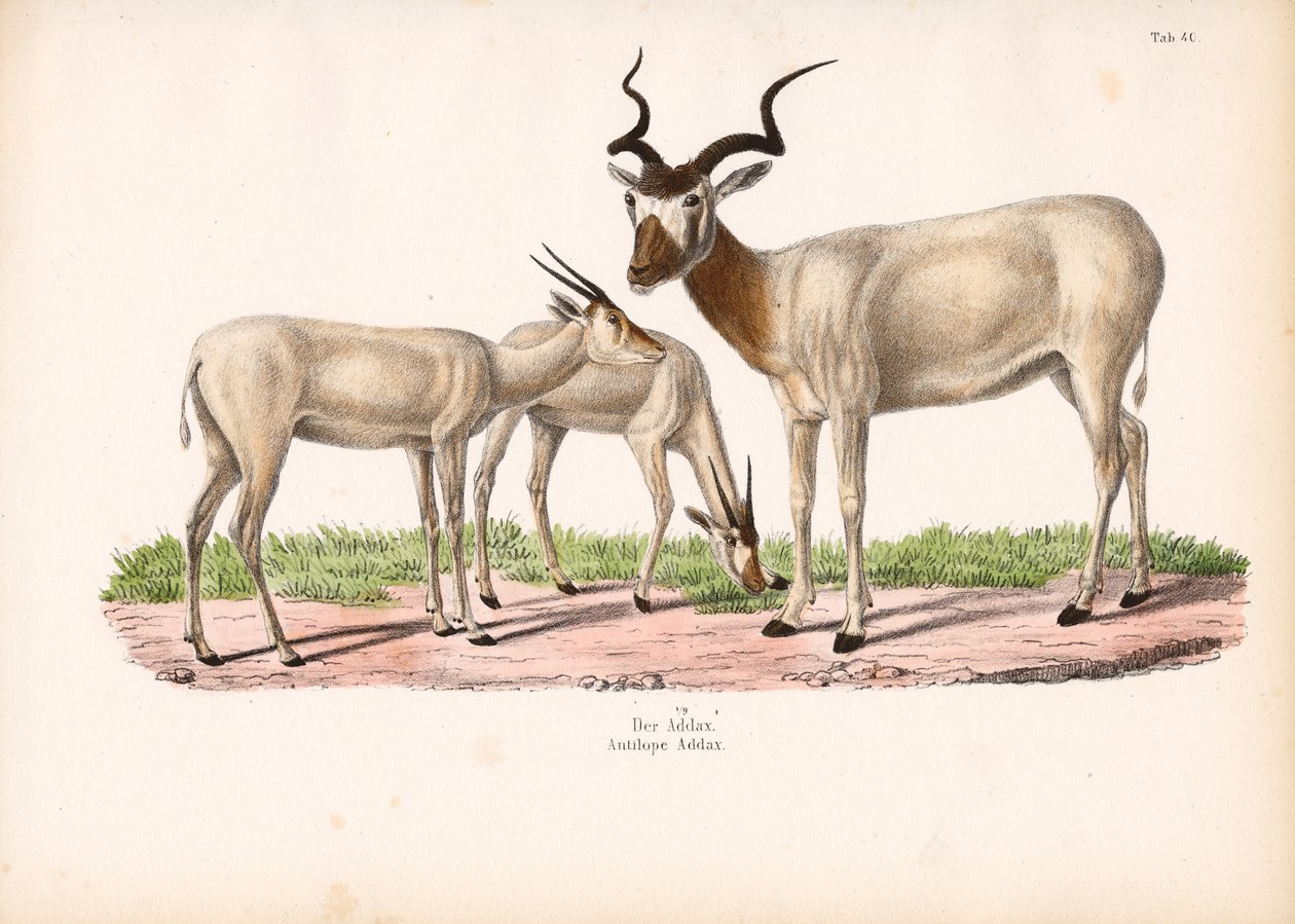 Addax-antilooppi poikasineen tekijältä Conrad Kull