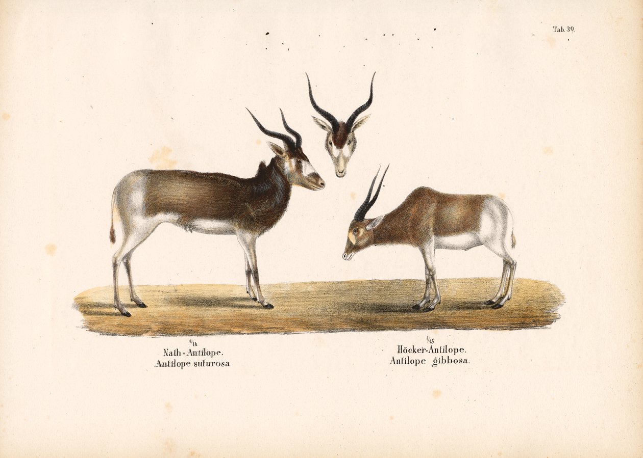 Addax- ja Bontebok-antiloopit tekijältä Conrad Kull