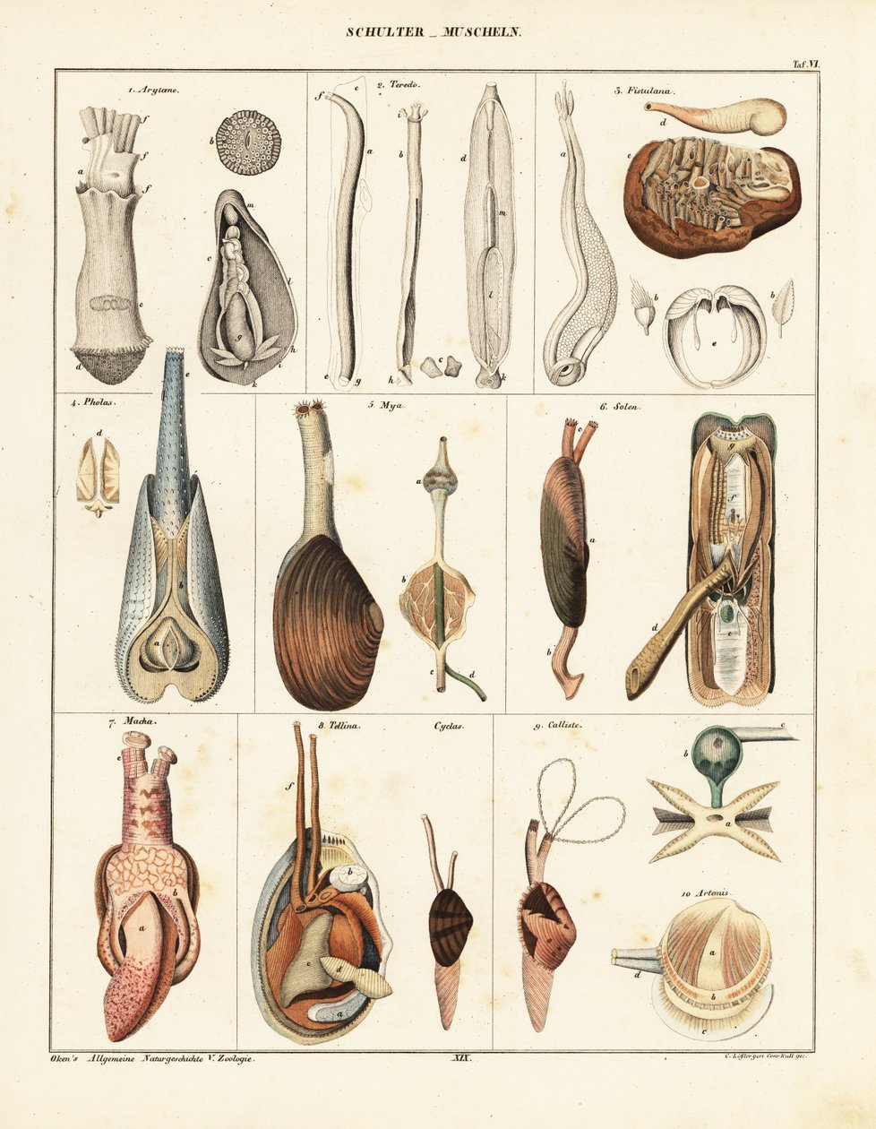 Simpukoiden anatomia. ,1841 (litografia) tekijältä Conrad Kull