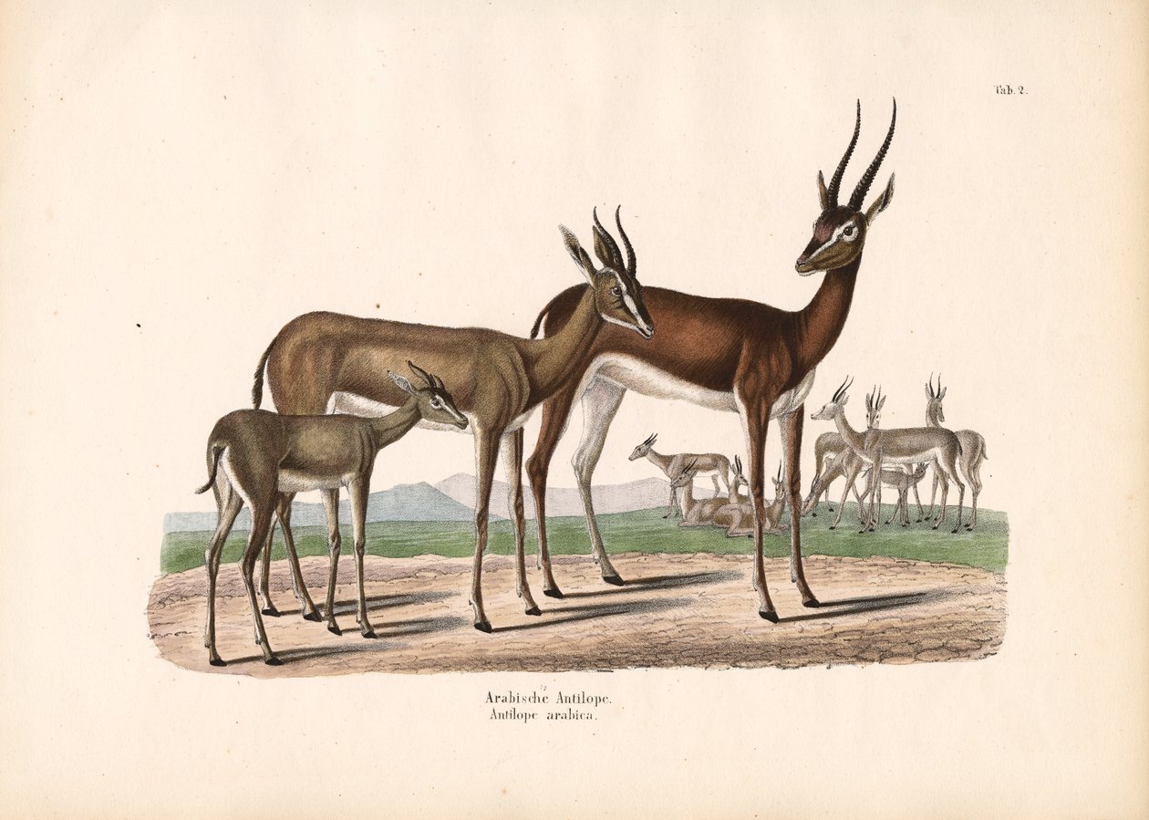 Arabian oryx puoliaavikolla tekijältä Conrad Kull