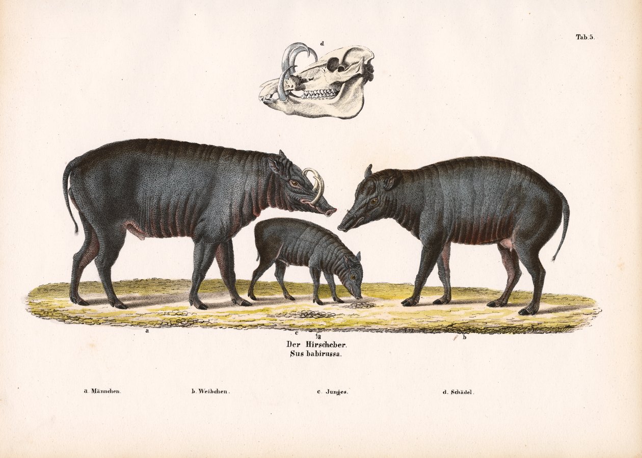 Babirusa Perhe ja kallonäkymä tekijältä Conrad Kull