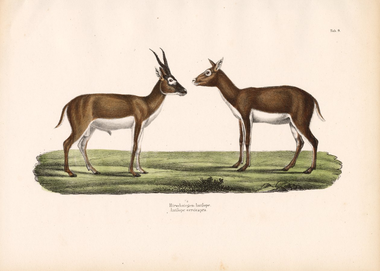 Blackbuck-antiloopit tekijältä Conrad Kull