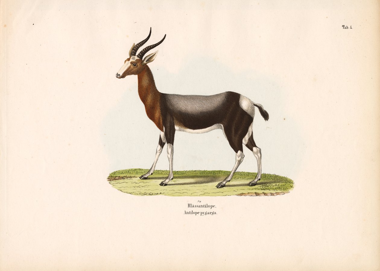 Bontebok tekijältä Conrad Kull