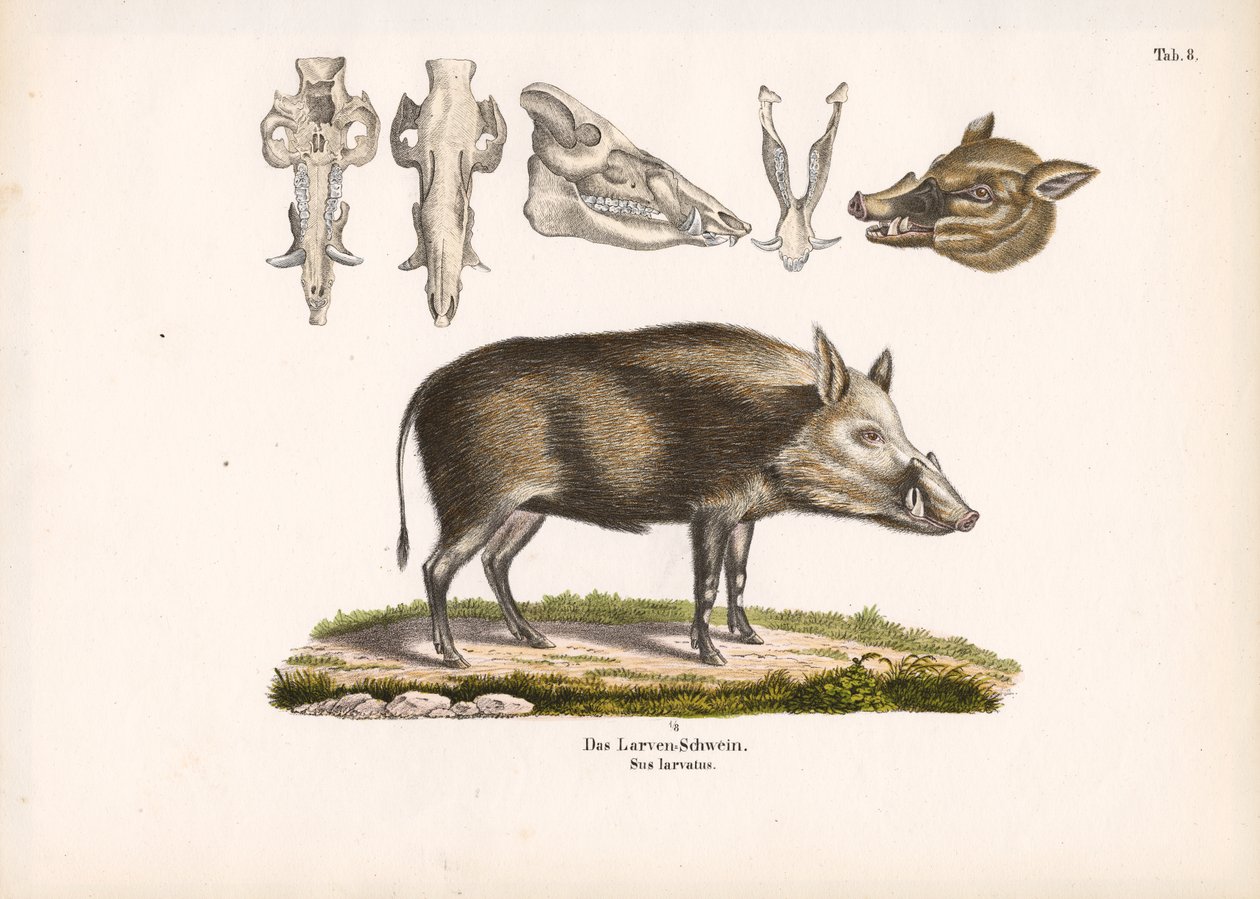 Bushpig kanssa kallo näkymät tekijältä Conrad Kull