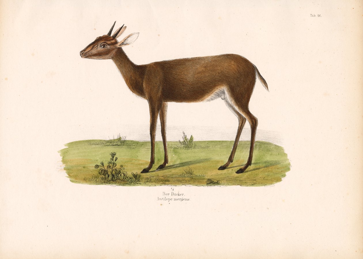 Duiker Savannilla tekijältä Conrad Kull