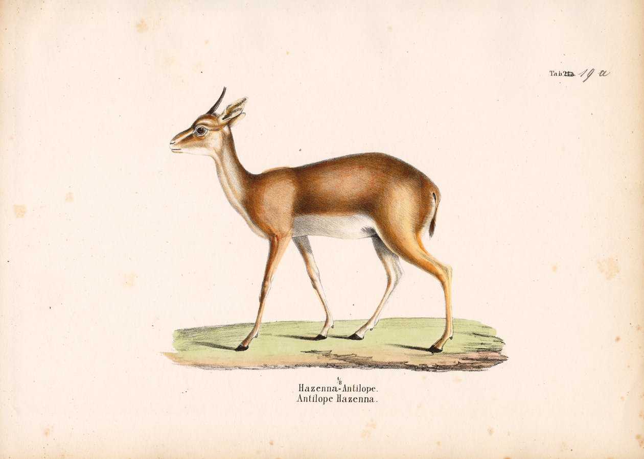 Hazenna Antelope profiilissa tekijältä Conrad Kull
