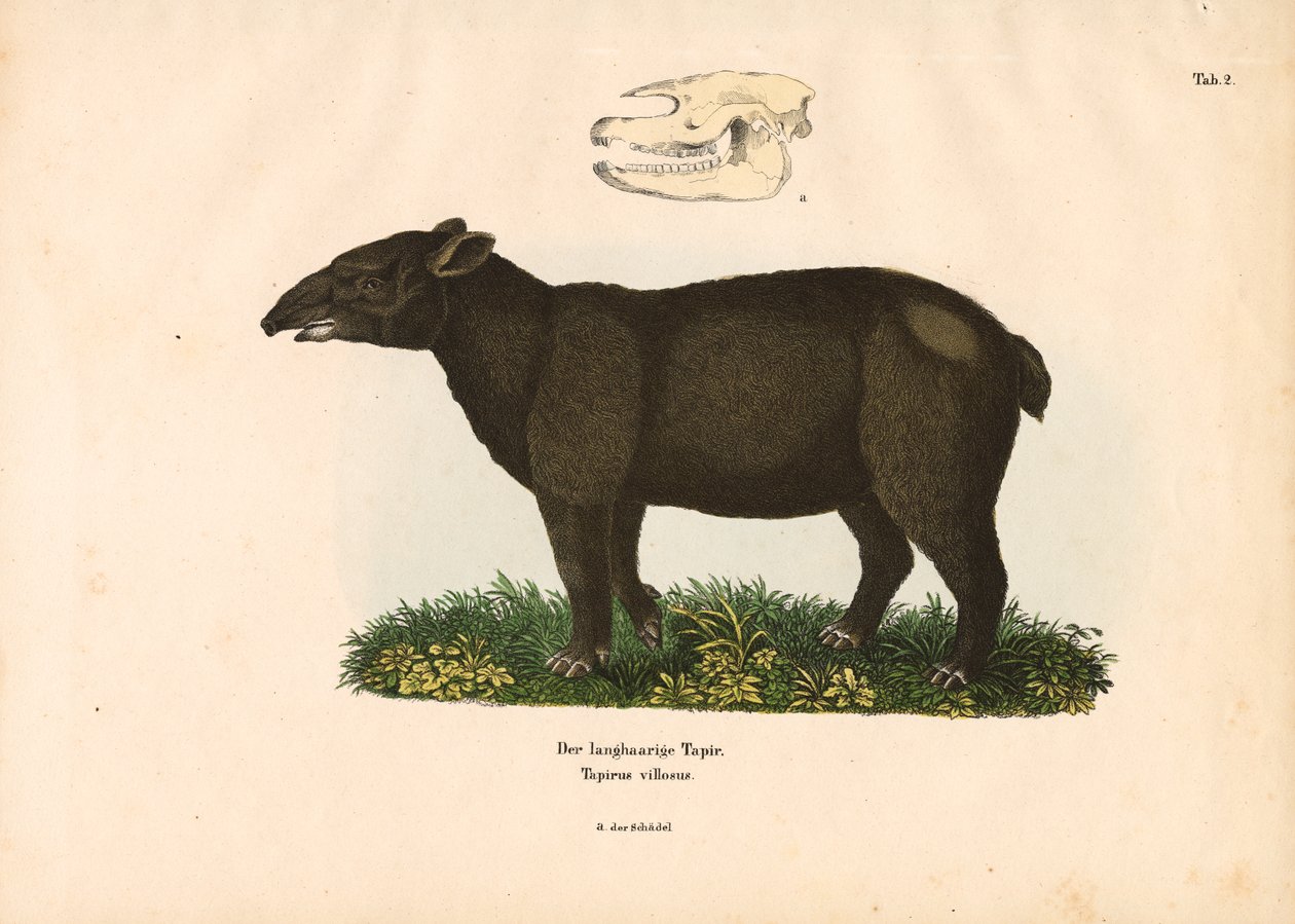 Vuoristotapir tekijältä Conrad Kull