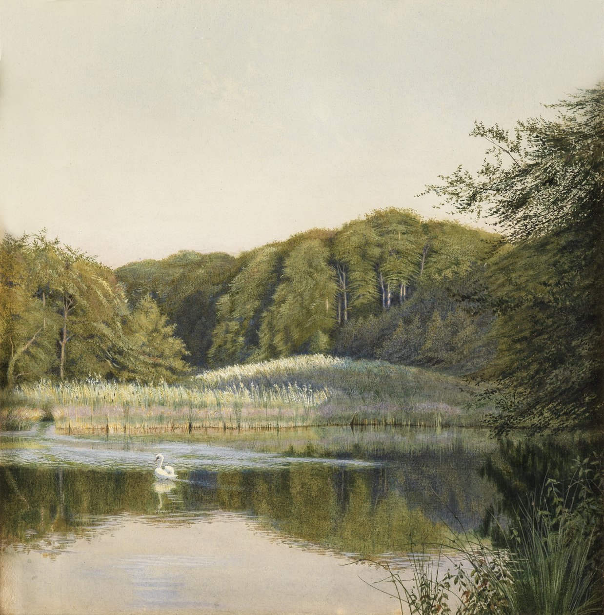 Joutsenet Paddington Pondilla, 1860-luku (wc paperilla) tekijältä Constance Phillott