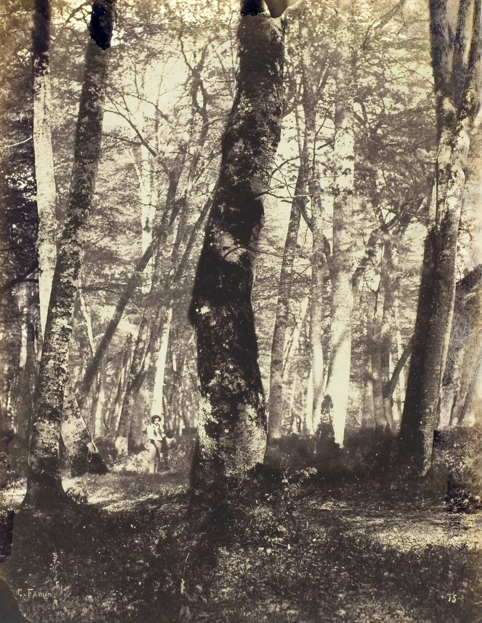 Tutkimus Barbizonin metsässä, 186069. tekijältä Constant Alexandre Famin