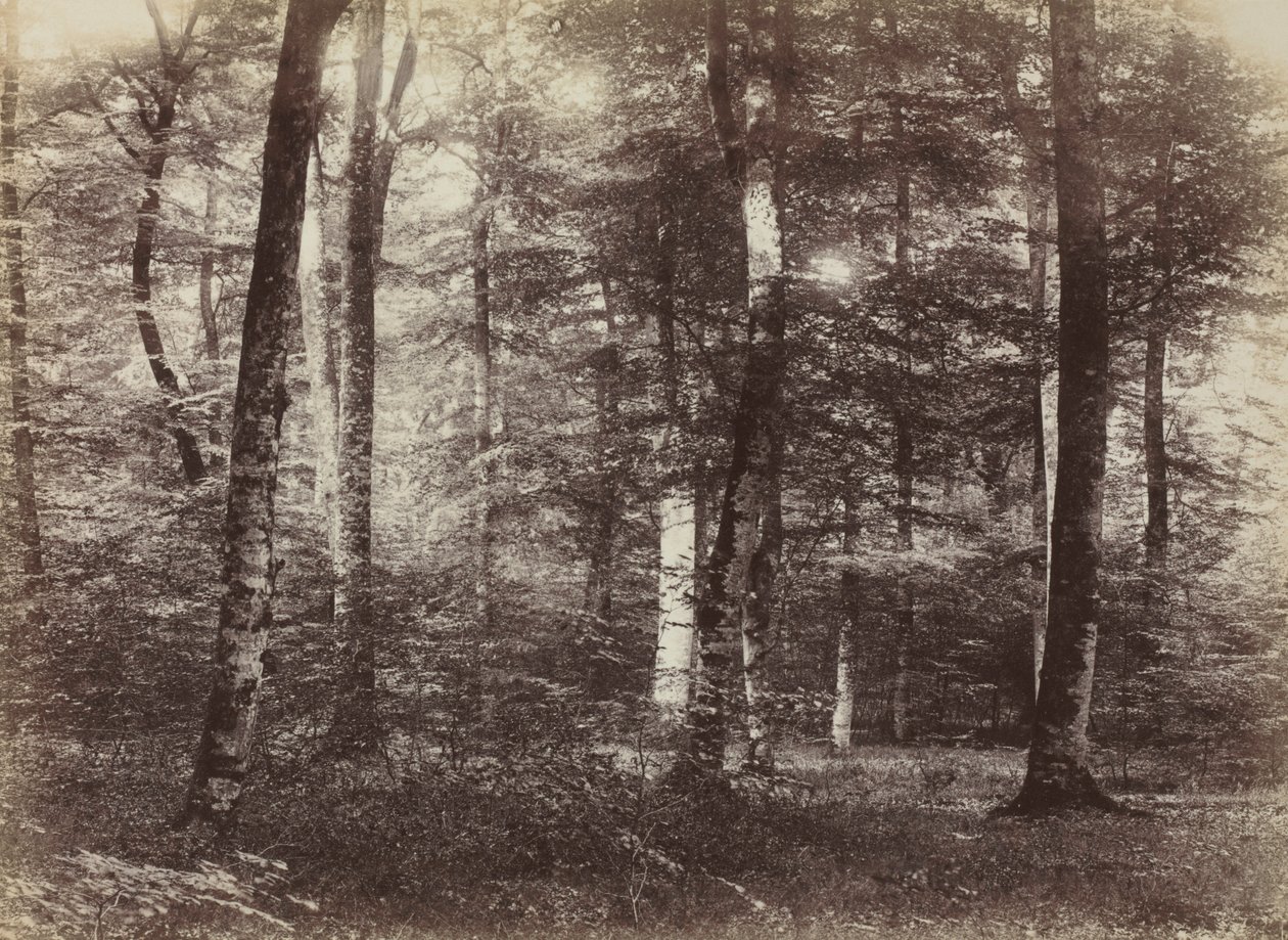 Nimetön Fontainbleaun metsä, n. 1874. tekijältä Constant Alexandre Famin
