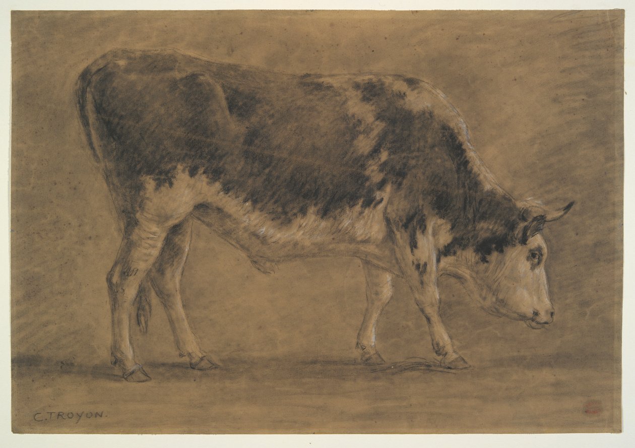 American Ox tekijältä Constant Troyon