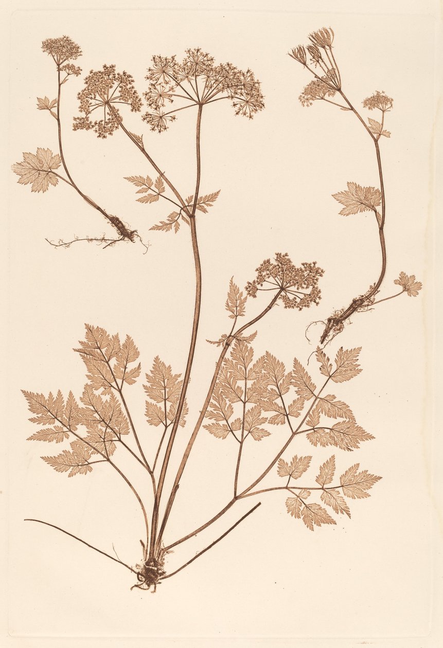 Chaerophyllum hirsistum tekijältä Constetin von Ettinghausen and Alois Pokorny