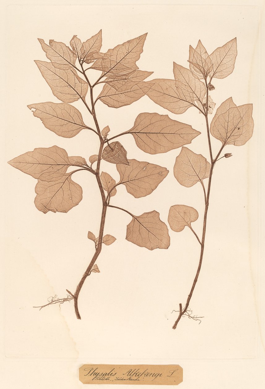 Physalis Alkekengi tekijältä Constetin von Ettinghausen and Alois Pokorny