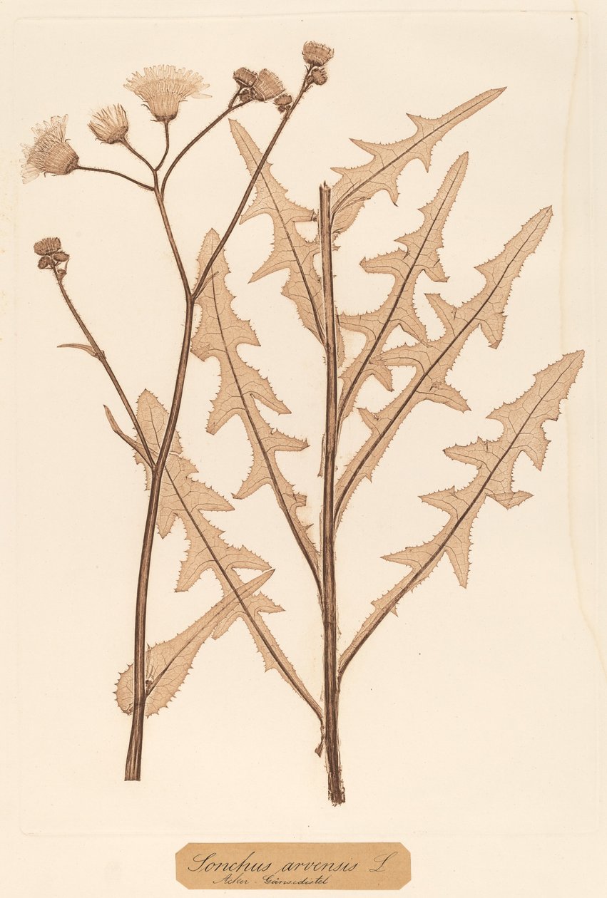 Sonchus arvensis tekijältä Constetin von Ettinghausen and Alois Pokorny
