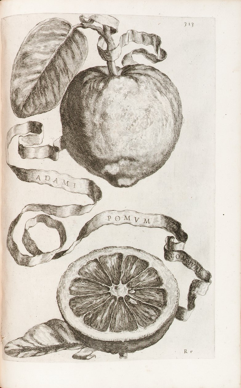 Aadamin omena, levy 313 Giovanni Battista Ferrarin teoksesta "Hesperides or the Evil Culture and Usage of Golden Books", 1646 tekijältä Cornelis Bloemaert