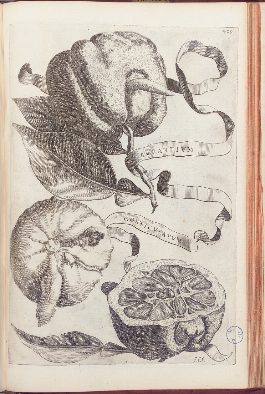 Sarvipehmustettu appelsiini, levy 409 Giovanni Battista Ferrarin teoksesta "Hesperides or de Malorum Aureorum Cultura et Usu Libri quatuor", 1646 tekijältä Cornelis Bloemaert