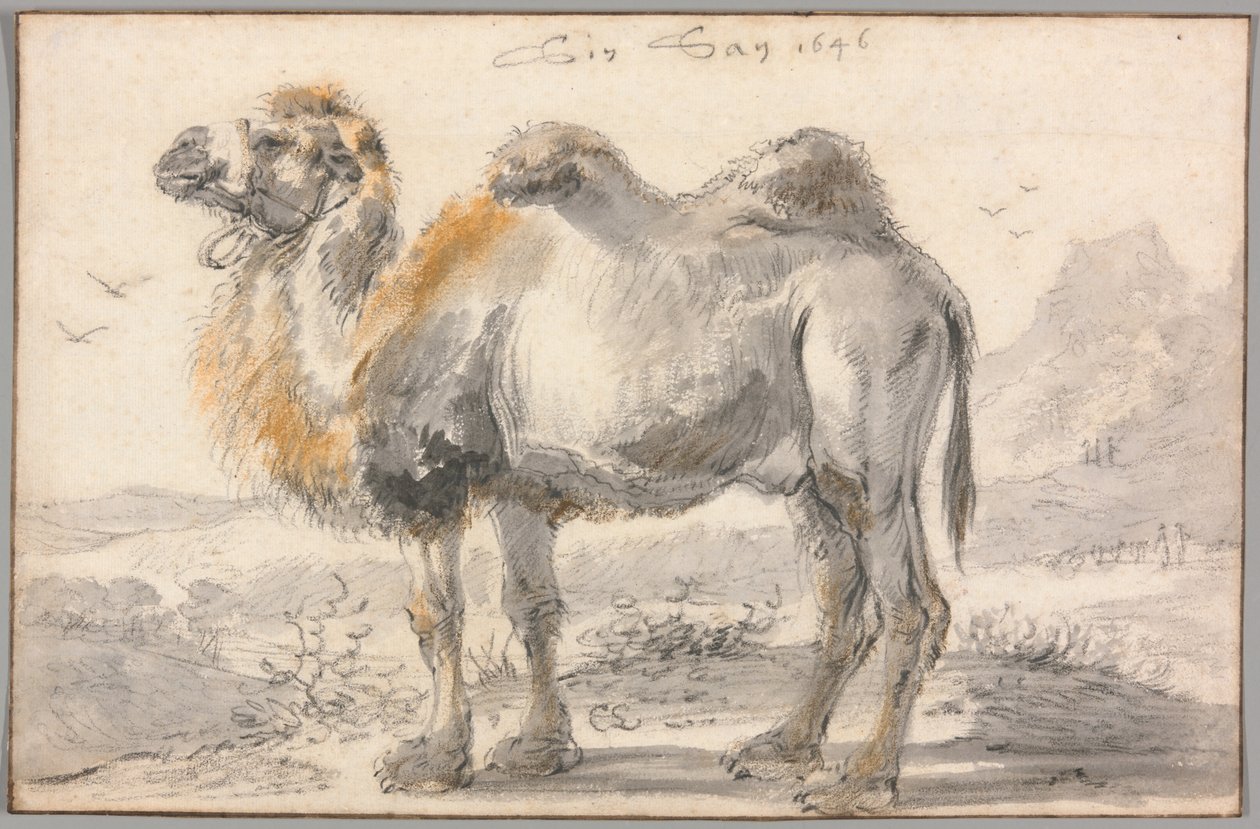 Kameli tekijältä Cornelis Saftleven